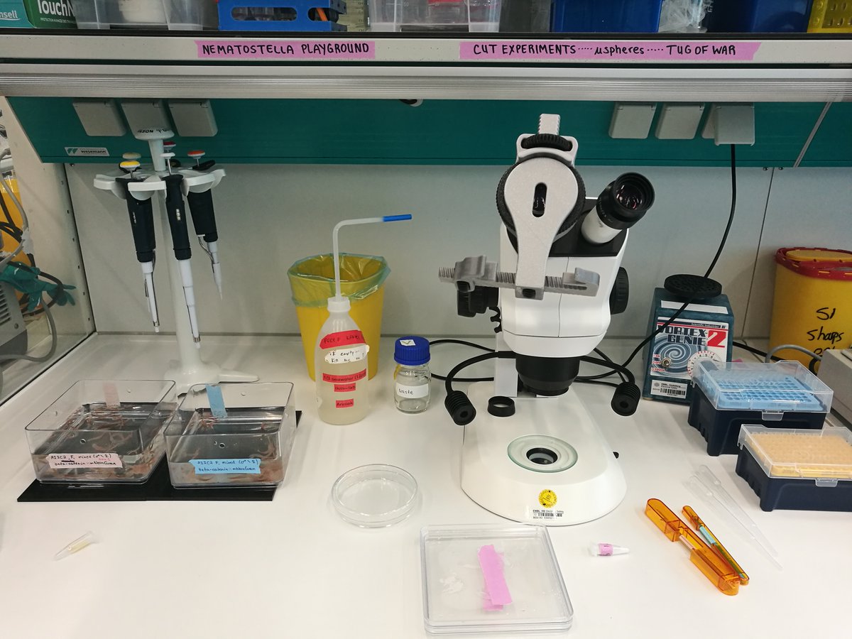 EMBLEvents's tweet photo. #EMBOPlasticity is packed full of cool practicals! 🤓
Join us at our 'nematostella playground' 🪱🔬⬇️
#nematostella #plasticity #traininglab #embl https://t.co/SzAGRCakVu