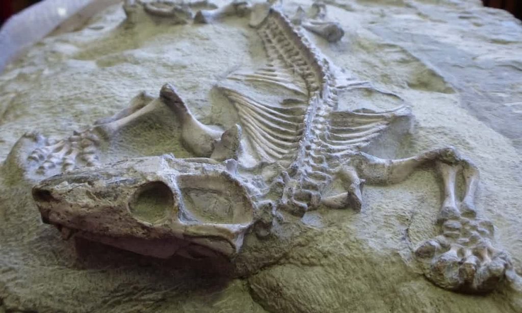 Heindsight's tweet image. The Great Dying, which occurred 250 million years ago, was a time of harsh conditions thru which very few mammals or amphibians managed to safely find refuge. In these times, multiple species would seek safe harbor together. 🦊🦎🦊