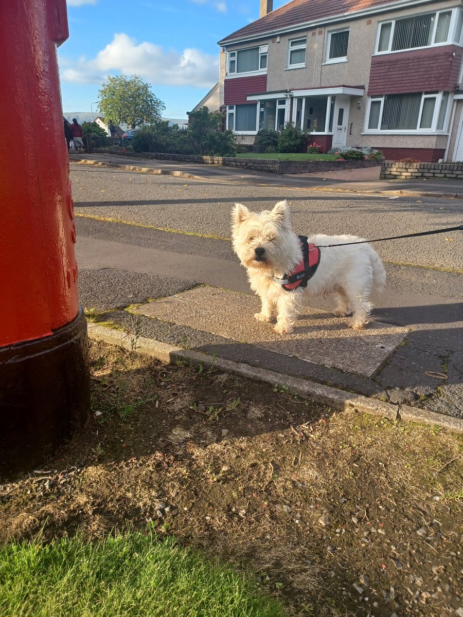 Buzz the Westie tweet media