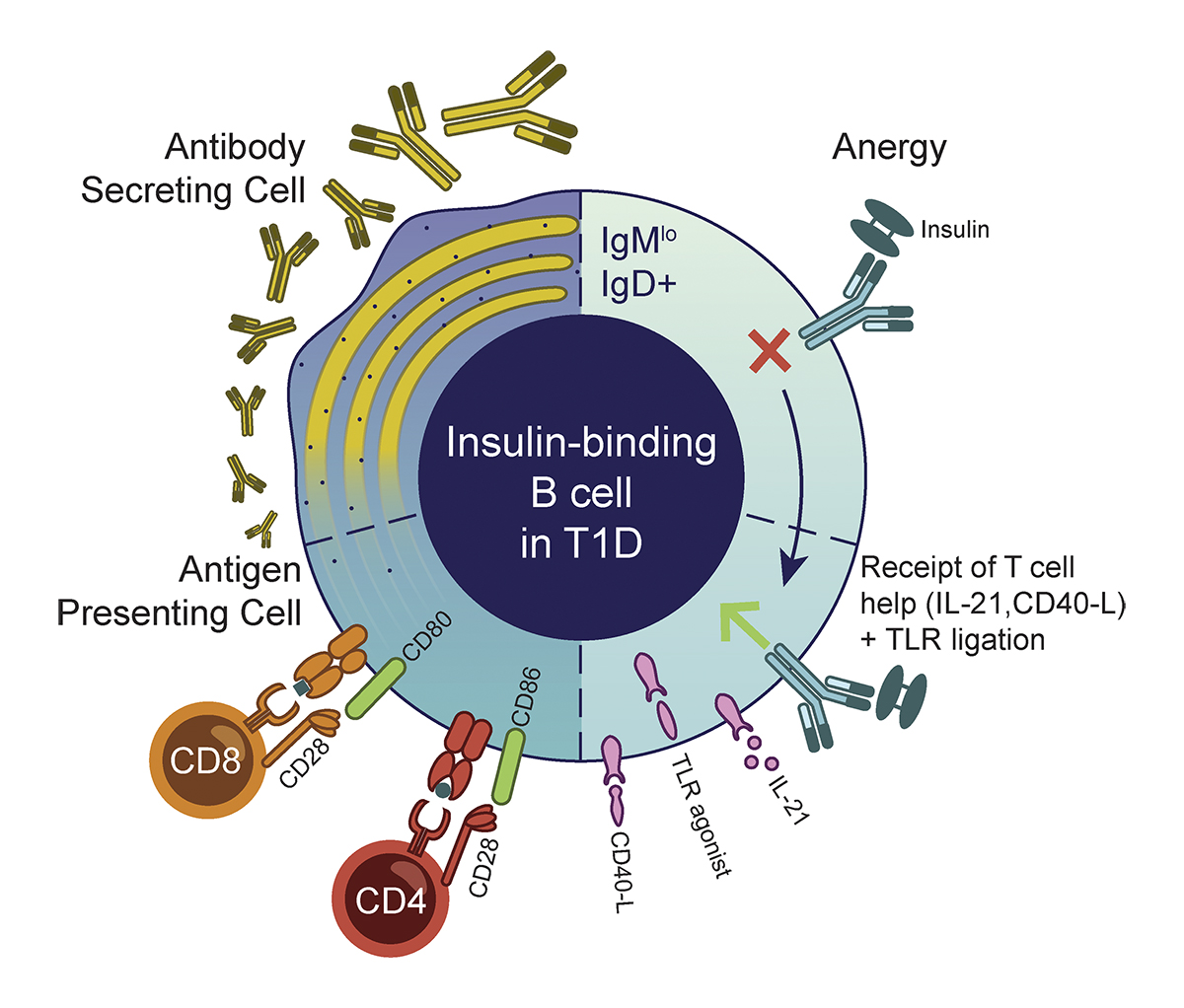 JExpMed's tweet photo. Stensland et al. identify an antigen-specific B cell subset that may play a role in the rapid progression of young-onset type 1 #diabetes. https://t.co/uD5sDwFeJu
Part of our #Autoimmunity Collection: https://t.co/RTwjYtbmXl
#AUTOIMMSRC https://t.co/VASeqFYS00
