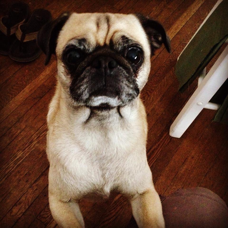 EmilyBlasko's tweet photo. @Phil_Sledge My Gigi when she was about four. She passed when she was 14.5 years old. https://t.co/aNa4RX3E99