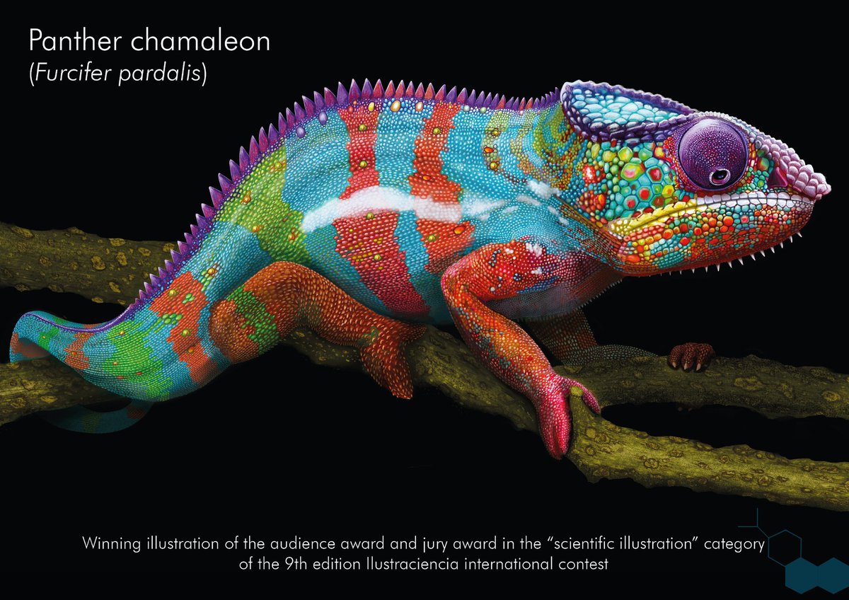 @darwid_illustration tweet media