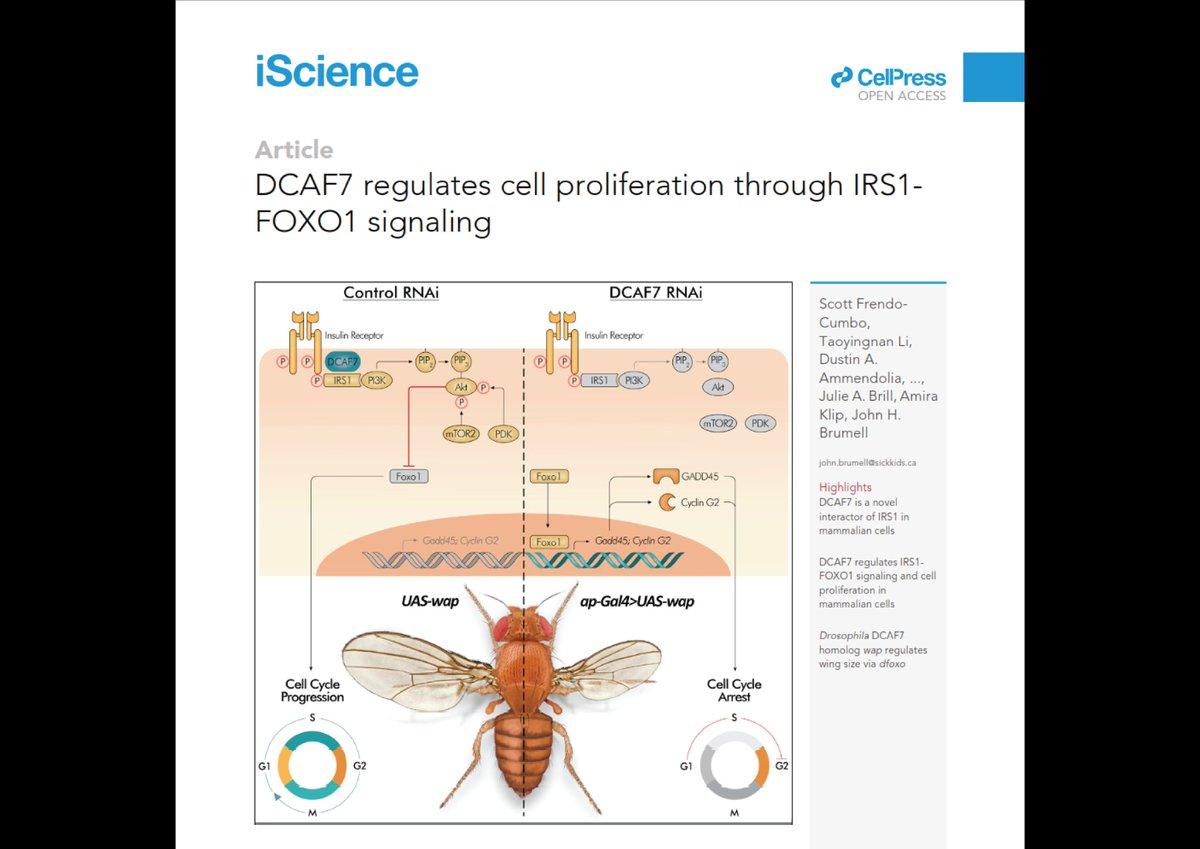 @darwid_illustration tweet media