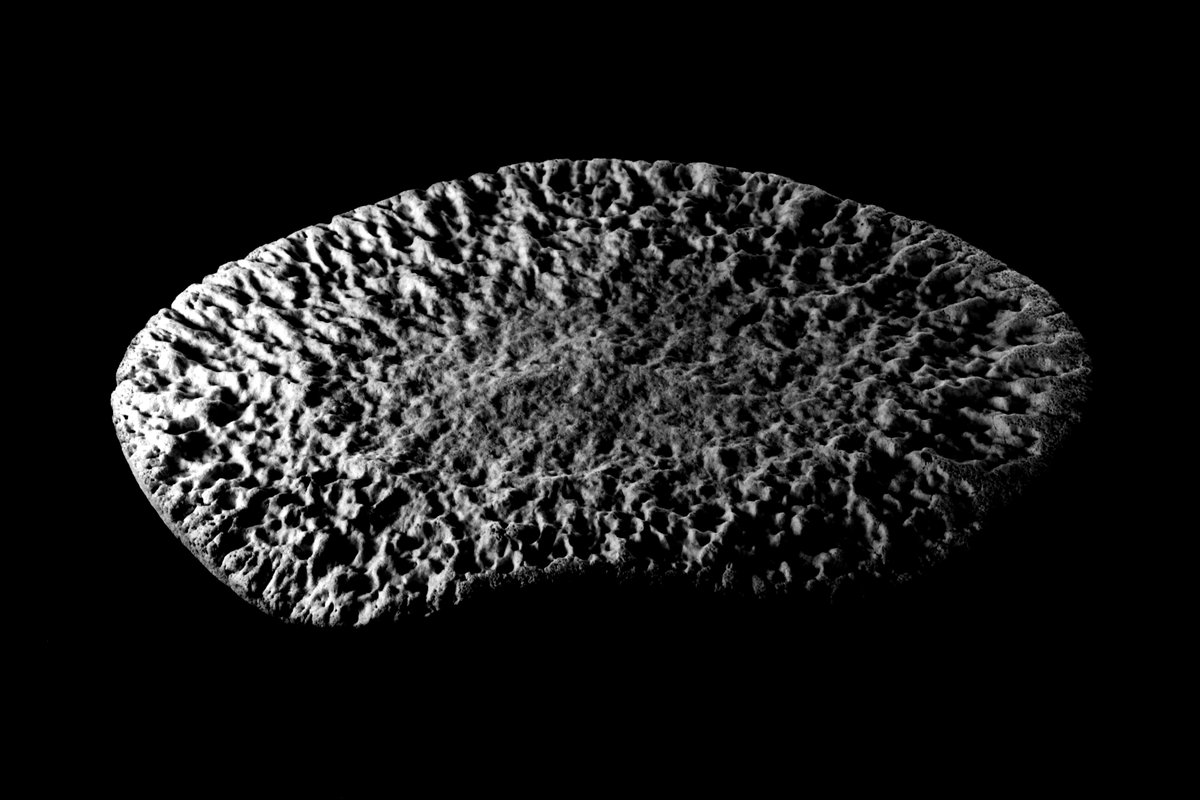 BioInteractLab's tweet photo. Vertebral disk of a young southern right whale found on the beach https://t.co/2YK7ZjXz67