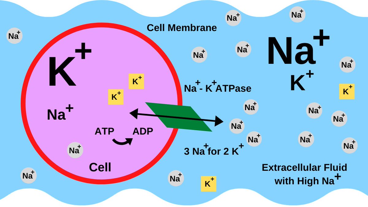 Potassium is the most abundant intracellular cation that helps to