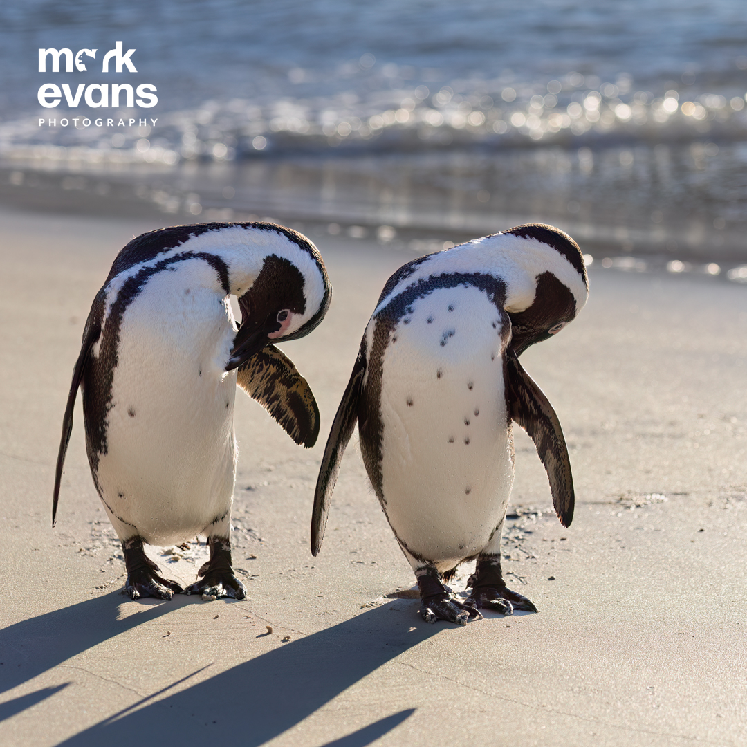 MarkEvansNature's tweet photo. Synchronised preening. A pair of African penguins emerge from the sea at Boulders Beach, Simons Town. I had given up hope of seeing any penguins up close on the beach before it closed at 5pm. With minutes to spare these two appeared from nowhere, posed for a few photos &amp; moved on https://t.co/q1hYxPFP04