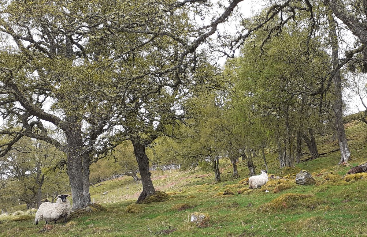 Newsflash - EU4Shepherds free online training for sustainable sheep keeping is now available via google play (play.google.com/store/apps/det…) or through the EU4Shepherds website (eu4shepherds.eu) <a href="/eu4shepherds/">eu4shepherds</a>