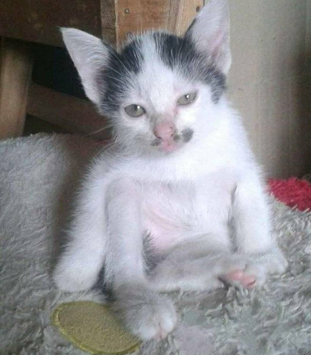 ulat_bulu_bulu's tweet photo. Jangan sampai saya bangun. Saya bangun memang saya pukul awak. https://t.co/2VYk2QBUNk