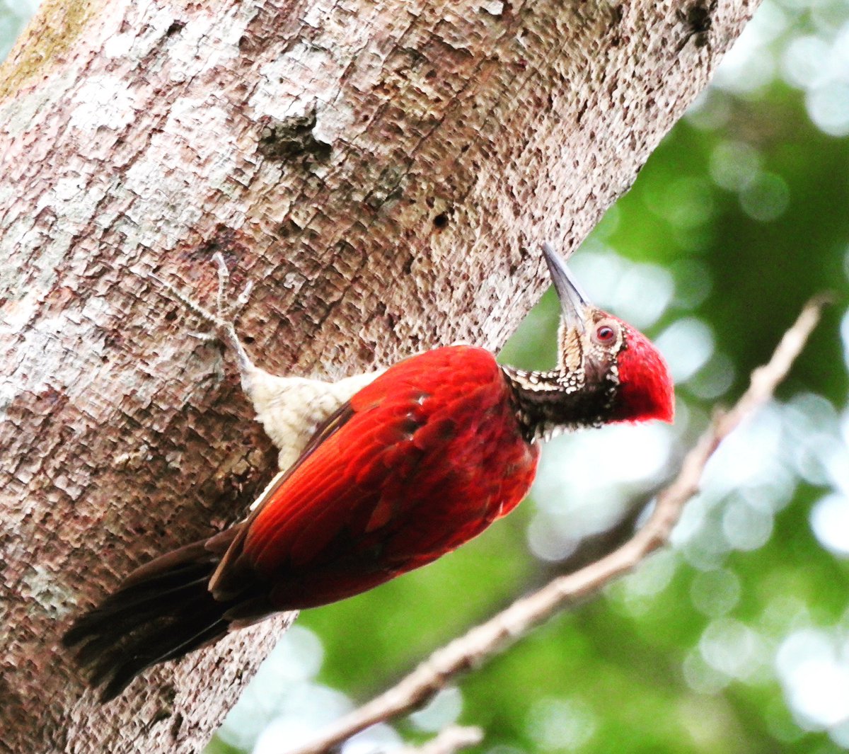 PlantChaser's tweet photo. Luzon flameback (Chrysocolaptes haematribon)
Subic
July 2023

#luzonflameback #flameback #woodpecker #bird #birdphotography #birding #birdwatching #wildlife #birdsinhabitat #wildbird #philippinebirds #nature https://t.co/3RTTBbnCGv