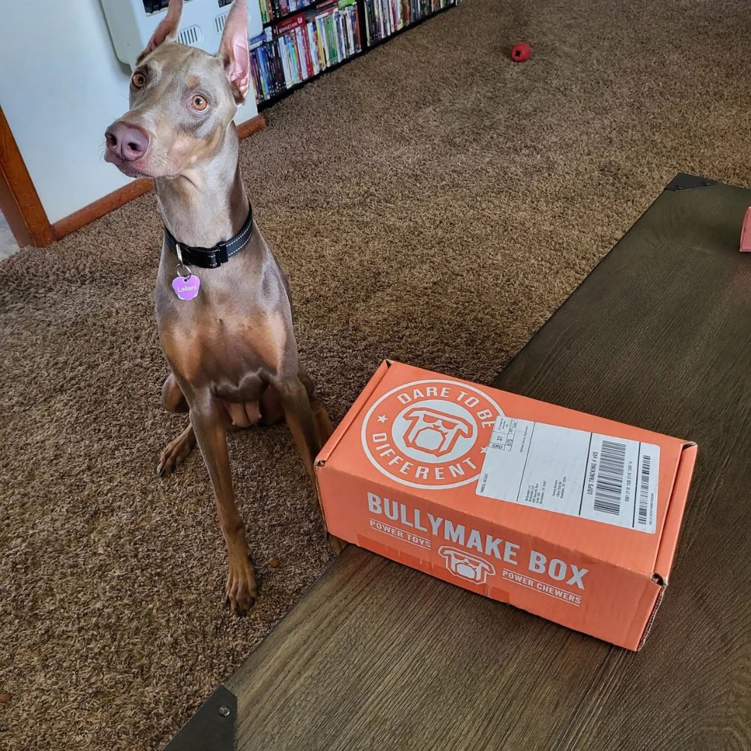 In The Box - Bullymake Box - A Dog Subscription Box For Power Chewers!