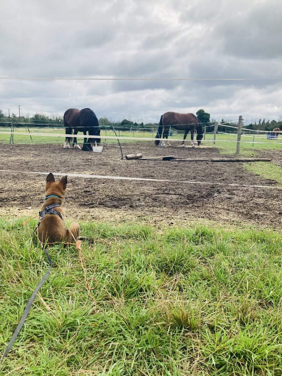 This little man 😍 #belgianmalinoispuppy #germanshepherdpuppy #forcefreedogtraining