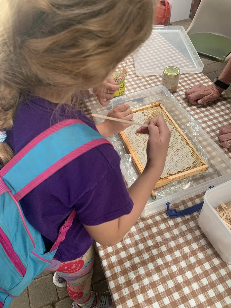 StJamesElstead's tweet photo. Learning all about #bees on our incredible whole school trip to the Rural Life Living Museum. We watched bees in the hive, tasted fresh honey straight from the comb and learned why hexagons are better than circles. #SchoolTrip #EducationMatters #BeeAwareness #NatureExploration https://t.co/oZd13iLAOR