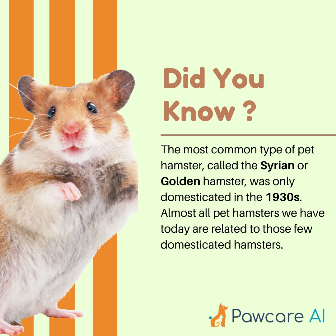 PawcareAI's tweet image. Rewind the clocks! The 1930s weren't just about jazz and flapper dresses; they marked the dawn of domestic hamsters! A reminder that our fur-balls aren't as old-school as we thought. 🐹 #HamsterHistory #PetTrivia #ModernPets #PetCare #HamsterLovers #PawsAndClaws