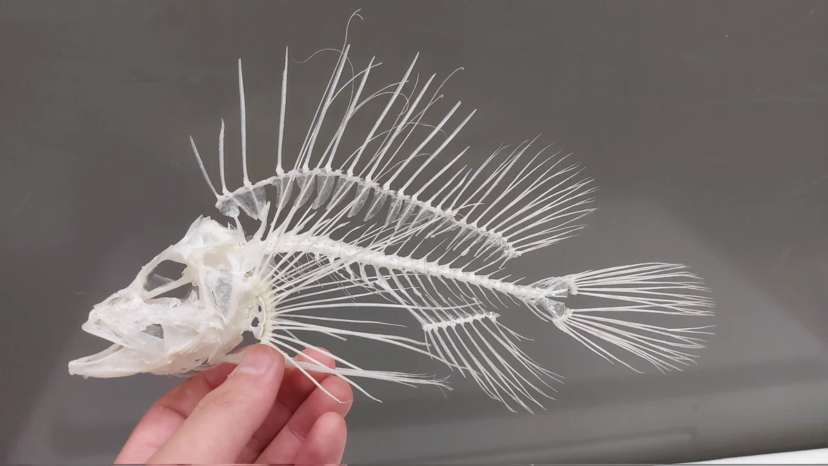 F2XFDDgbwAAHoDG?format=webp&