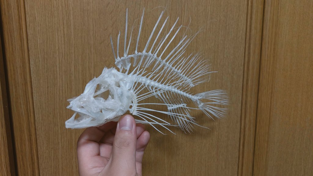ミノカサゴの全身骨格標本が完成しました。 骨にしても残る鰭のド派手