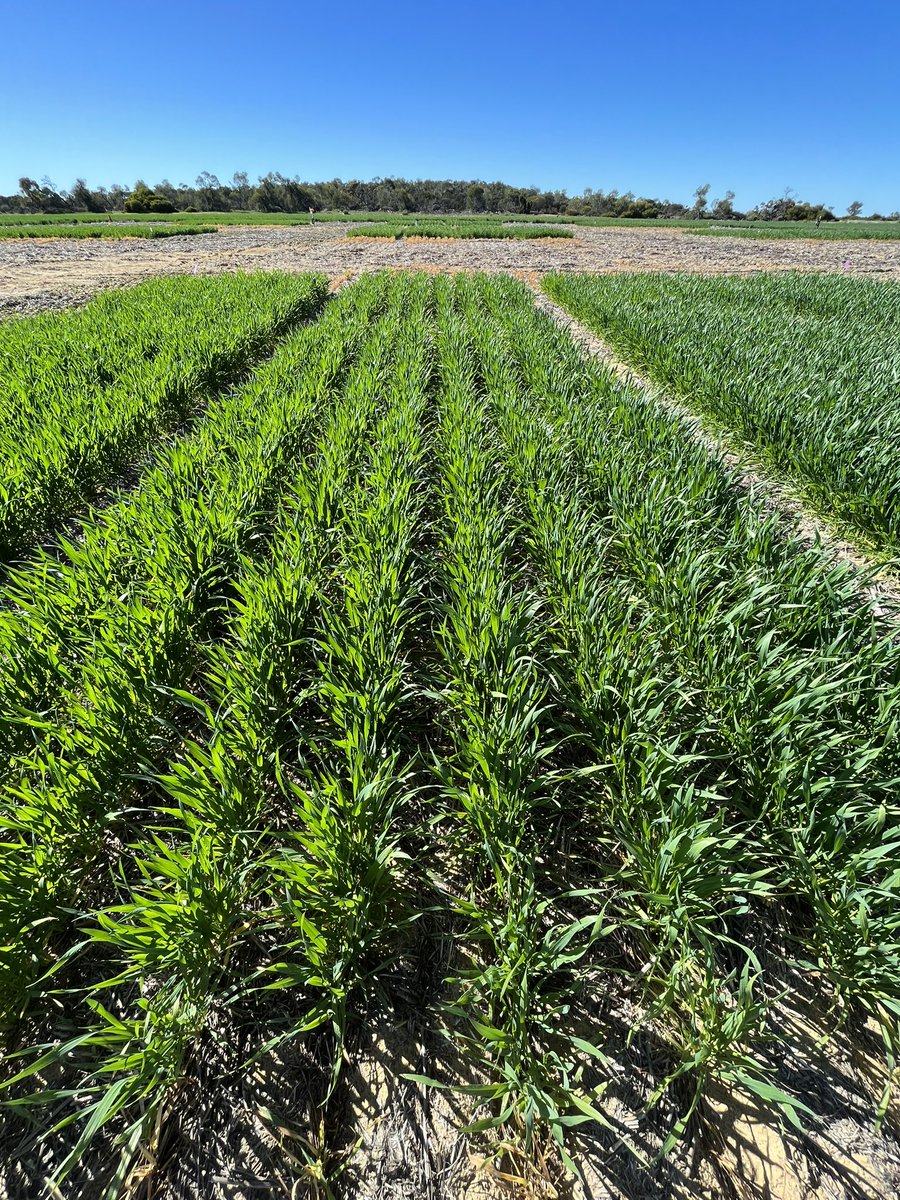 eyres_N's tweet photo. Sampling day at the #yfig #COGGO nitrogen trial.
Some plot differences already showing up for N leaching and capture  in a below average year.

When it come to fertiliser, efficient is sustainable, and inefficient can be costly. Worth being on the front foot with #awkward #truths https://t.co/21V035jOYc