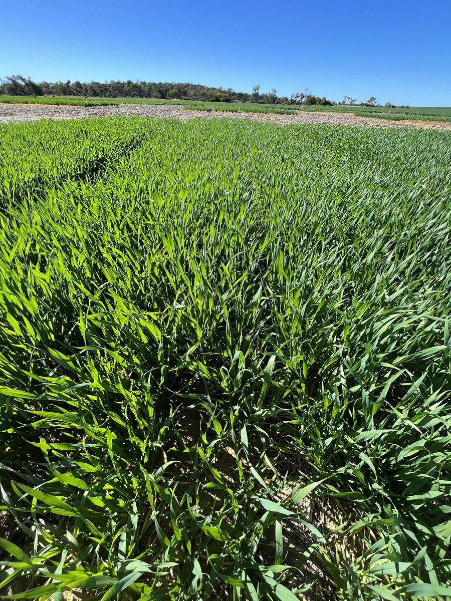 eyres_N's tweet photo. Sampling day at the #yfig #COGGO nitrogen trial.
Some plot differences already showing up for N leaching and capture  in a below average year.

When it come to fertiliser, efficient is sustainable, and inefficient can be costly. Worth being on the front foot with #awkward #truths https://t.co/21V035jOYc