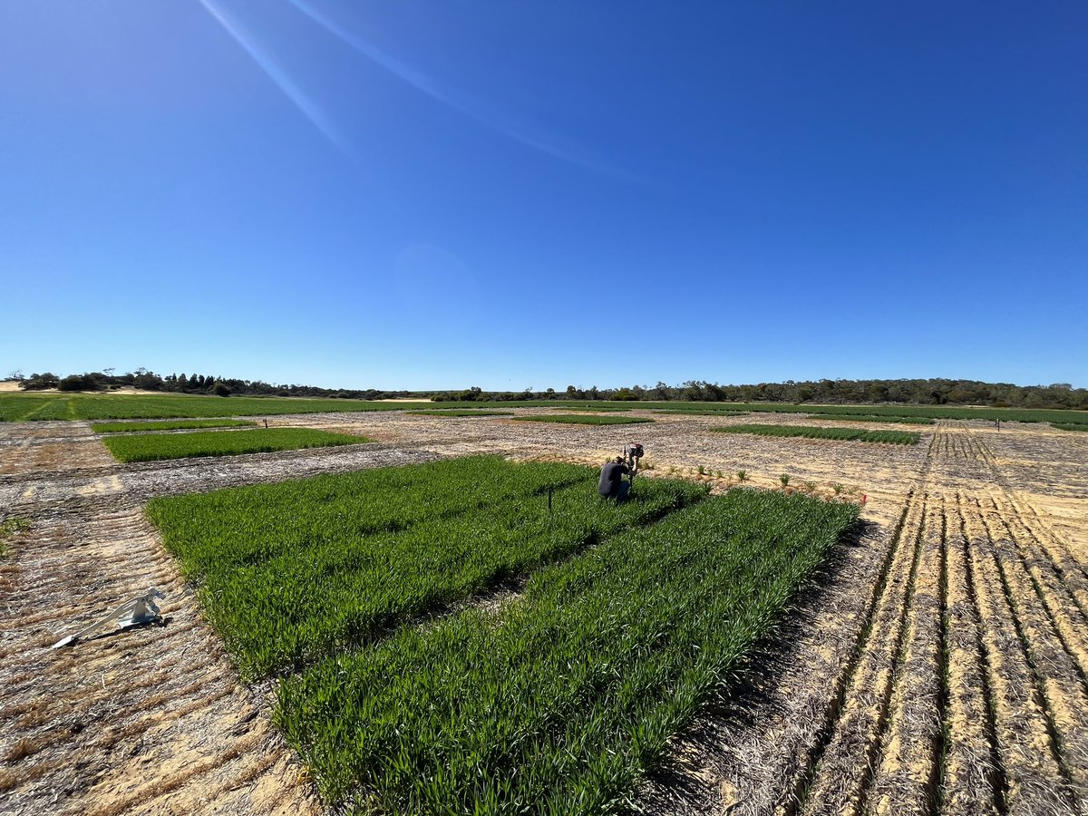 eyres_N's tweet photo. Sampling day at the #yfig #COGGO nitrogen trial.
Some plot differences already showing up for N leaching and capture  in a below average year.

When it come to fertiliser, efficient is sustainable, and inefficient can be costly. Worth being on the front foot with #awkward #truths https://t.co/21V035jOYc
