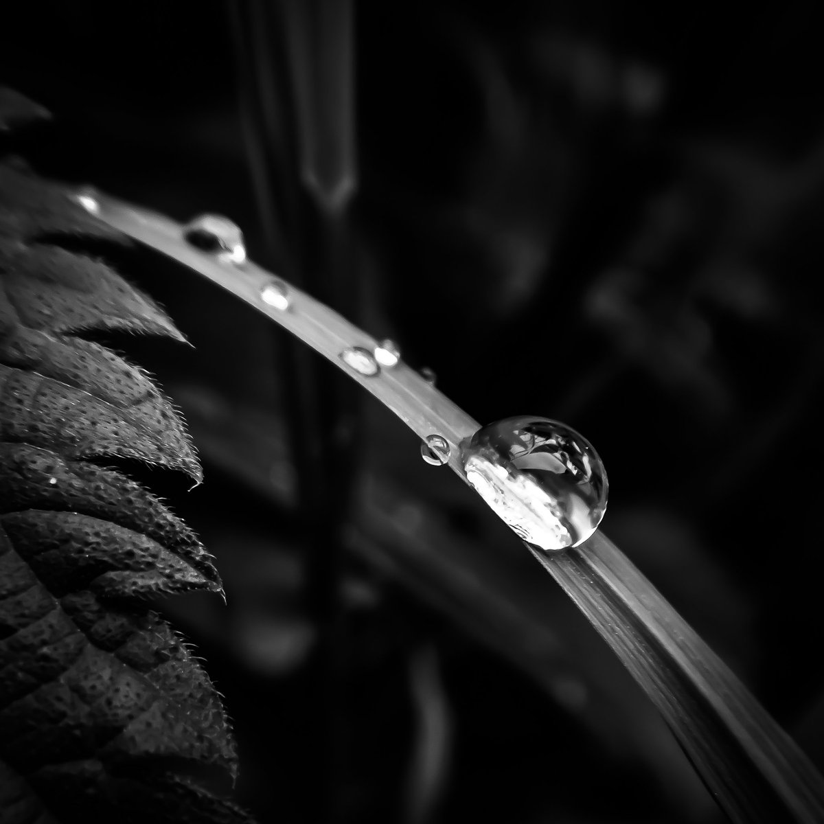LaDaemonia's tweet photo. 〰️💧〰️
#Fotografie #fotografia #photography #photooftheday #picoftheday #naturfotografie #naturephotography #makrofotografie #macrophotography #macro_drops #macro_captures #schwarzweissfotografie #blackandwhitephotography #bw_photooftheday #raindrops #monochrome #lowkey https://t.co/SGKUOLhRZZ
