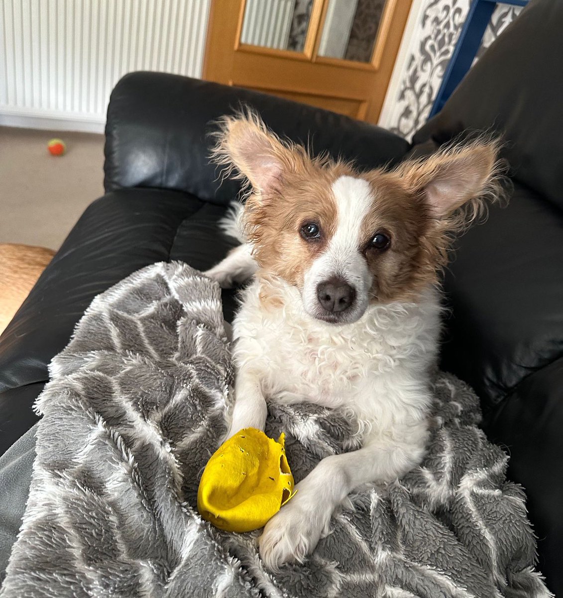 RealJMRobson's tweet photo. Pretty girl 🐶
#rescuedog #rescuedogsarethebestdogs #rescueisbest #rescuedogsofinstagram #rescuedogs #rescuedogs #rescuedismyfavoritebreed #doggo #rescueddogsofinstagram #rescueddog #rescueddogs #funnydogsofinstagram #funnydogs #dogslife #dogsofinstagram https://t.co/46778o84kC