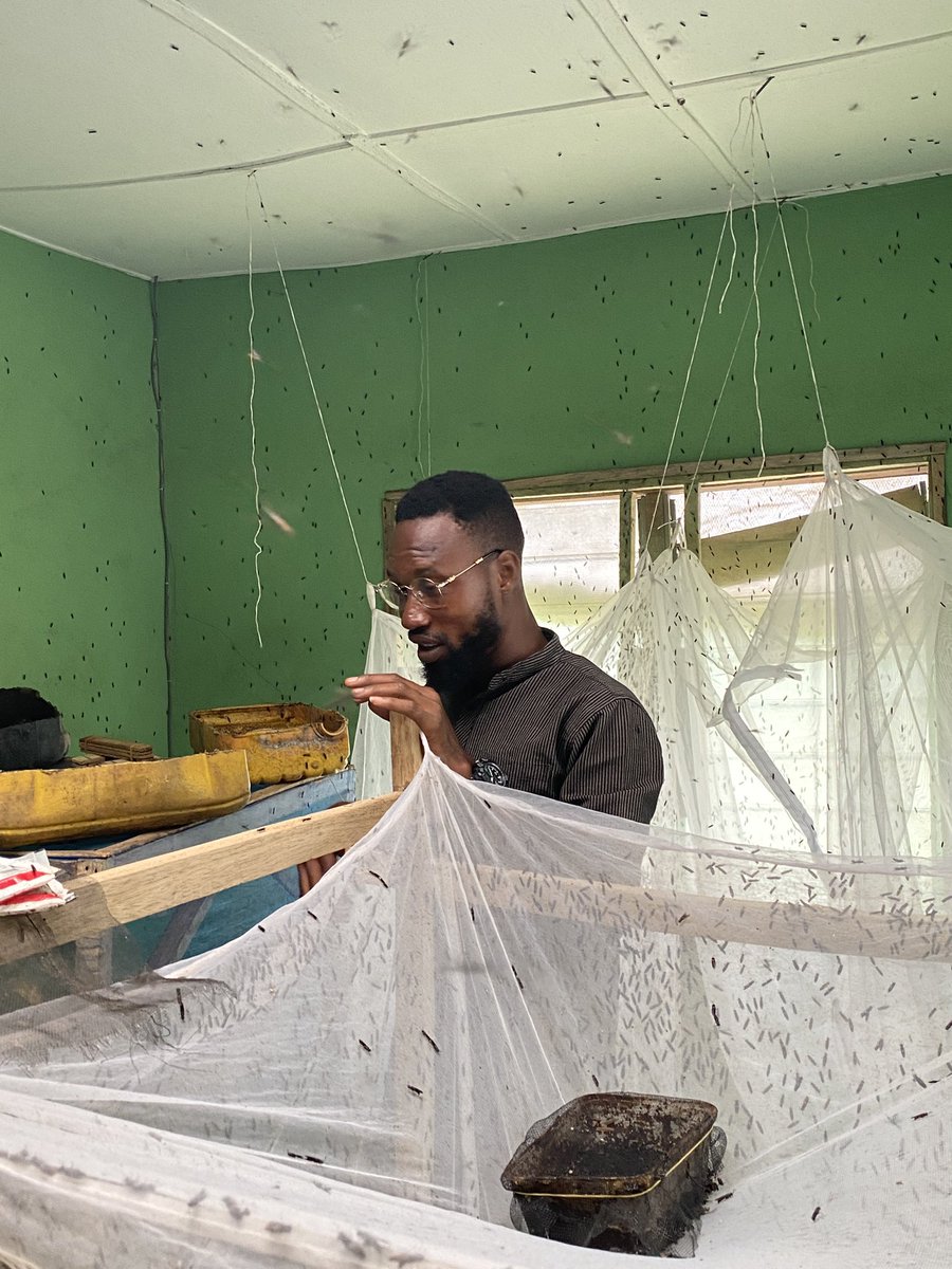 VillageFarmsCE's tweet photo. Earlier this month, our @villagefarmsce team engaged in a two-weeks long workshop on Black Soldier Fly (BSF) breeding and Vegetable Farming facilitated by @noblealliescoop in partnership with #EnableTAAT project and #IFADAgrihubNigeria. https://t.co/2Ur7sxFPq1