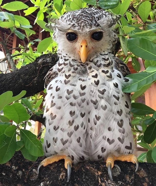 CorellaTej7982's tweet photo. #feliztarde #BuenasTardes #hello #helloboys #hellogirls #nature #birds #aves #fauna #Animalitos #AnimalLovers #lovely #cute #socute #wildlife #photo https://t.co/zwx10eg2kC