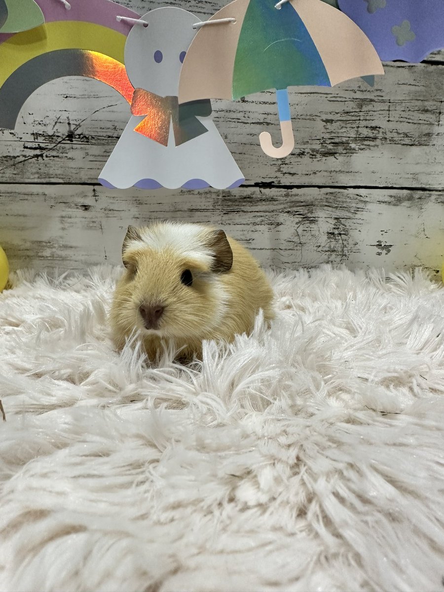 puipui_cavys's tweet photo. 新入りさんのご紹介です❣️

クレステッドモルモットの男の子
クレステッドモルモットの女の子
アビシニアンモルモットの女の子

#モルモット https://t.co/pDjDBY9K9H