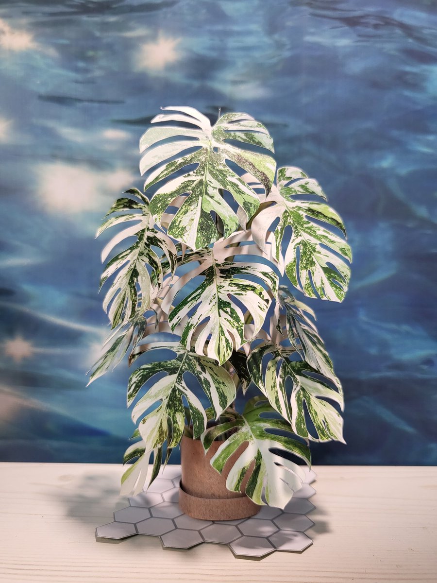 프로개님 종이식물 알보몬 완성✨️