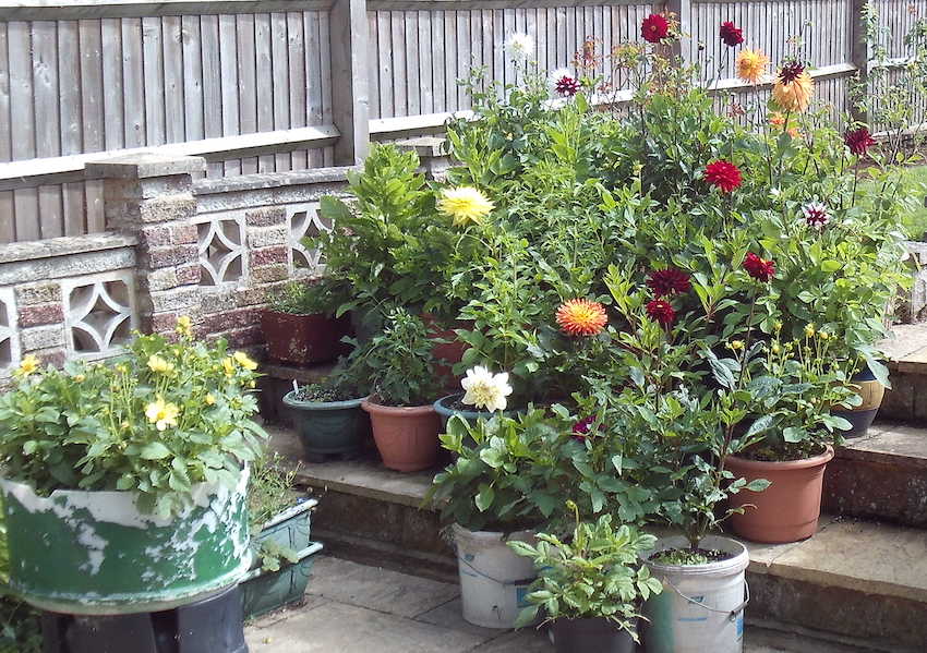 VenetiaSarll's tweet photo. Hi tweeps. Here's some more flower pics from my Dad's garden. Dahlias mostly, grown from cuttings he took from tubers. I love how he uses all manner of pots to plant in, not just fancy ones. 😊💚👏 https://t.co/rVHvMsEA26