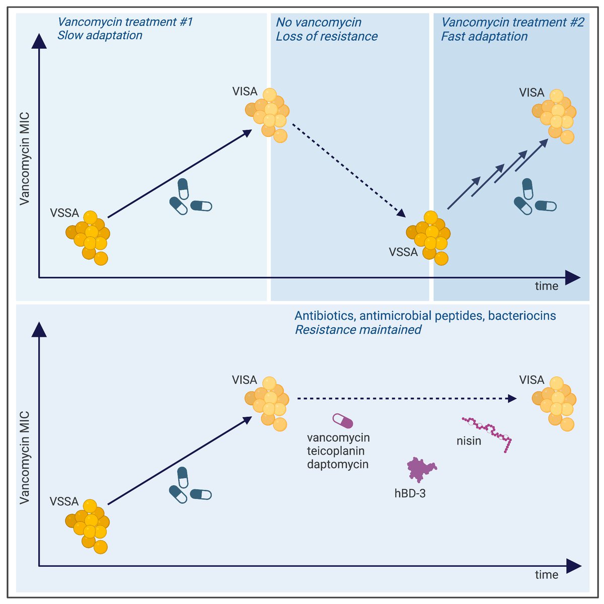 AnaelleFait's tweet photo. The 2nd chapter of my PhD is out now in @CurrentBiology @CellPressNews. A labor of love with @HiIngmer and Dan Andersson.

How is resistance maintained in the absence of antibiotics? 

If resistance is lost, are bacteria primed for re-evolving resistance?

https://t.co/BSHsuBv6Tb https://t.co/KVj28DH5ob