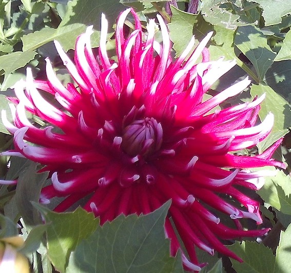 VenetiaSarll's tweet photo. Hi tweeps. Here's some more flower pics from my Dad's garden. Dahlias mostly, grown from cuttings he took from tubers. I love how he uses all manner of pots to plant in, not just fancy ones. 😊💚👏 https://t.co/rVHvMsEA26