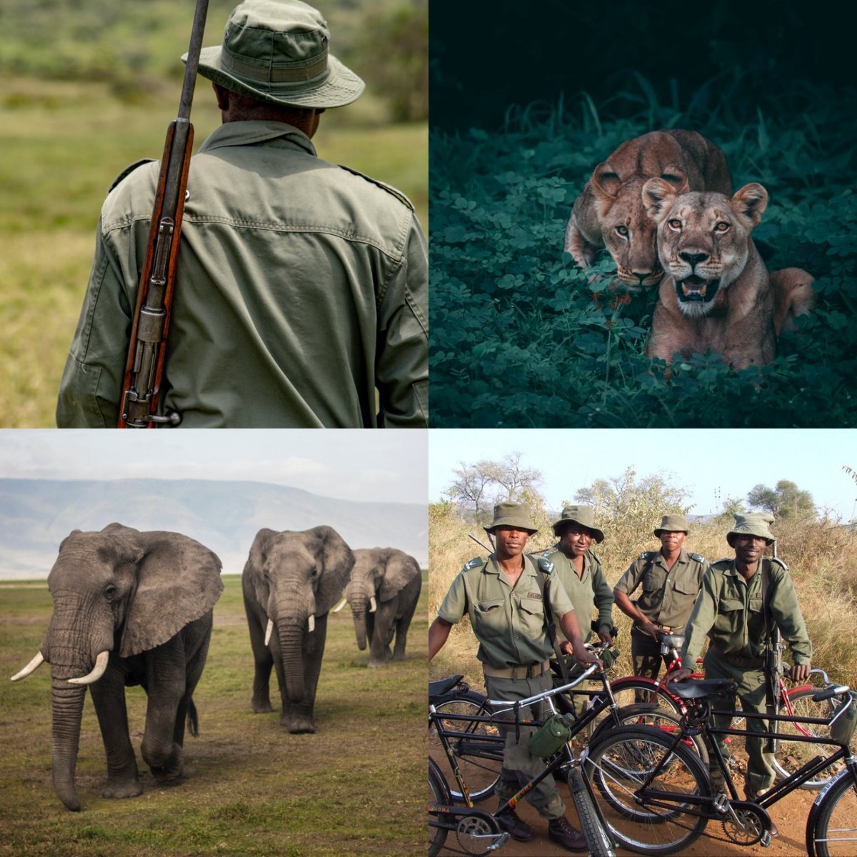 ZambeziImpact's tweet photo. Today, July 31, 2023 is World Ranger Day. We celebrate these amazing heroes who protect the planet &amp; our cultural heritage everyday. The theme of World Ranger Day 2023 is “30 by 30,” supporting the United Nations COP15 initiative. #WorldRangerDay #cop15 #wildlife #biodiversity https://t.co/ovKKvf91S0