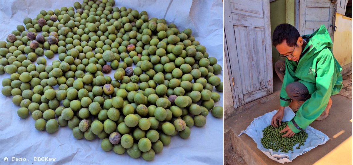 The first collection of seeds for Podocarpus capuronii (Hetatra) #Podocarpaceae, endangered and endemic to #Madagascar, among the EDGE species and AZE species targets, made by RBGKew team @TeamKMCC in #ItremoPA #Amoronimania_Region <a href="/EDGEofExistence/">EDGE of Existence</a> #EDGEFellowship2023