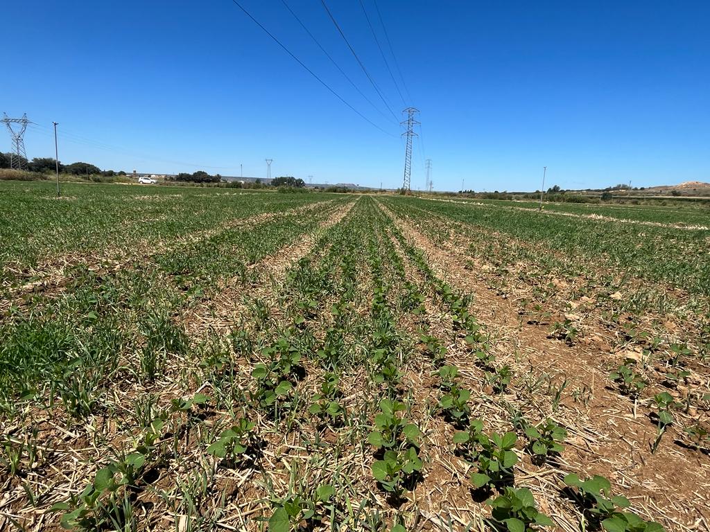 red_arax's tweet photo. 𝐒𝐨𝐣𝐚 𝟒.𝟎 en #Selgua
🌱🌾 Ensayo con 30 variedades de ciclos cortos.
En la primera siembra, utilizamos 45 semillas/m2, con un espaciado de 50 centímetros entre líneas. Actualmente estamos aumentando la dosificación por ha para que el desarrollo sea menos competitivo 📈🌿 https://t.co/RCYTUSKlUv