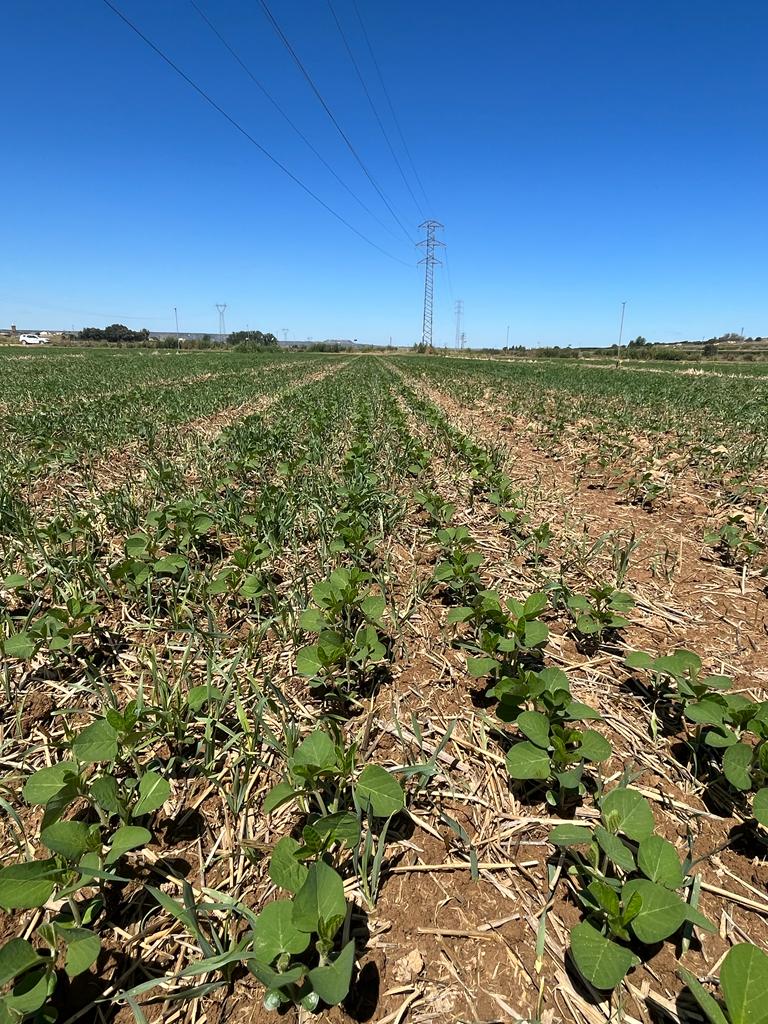 red_arax's tweet photo. 𝐒𝐨𝐣𝐚 𝟒.𝟎 en #Selgua
🌱🌾 Ensayo con 30 variedades de ciclos cortos.
En la primera siembra, utilizamos 45 semillas/m2, con un espaciado de 50 centímetros entre líneas. Actualmente estamos aumentando la dosificación por ha para que el desarrollo sea menos competitivo 📈🌿 https://t.co/RCYTUSKlUv