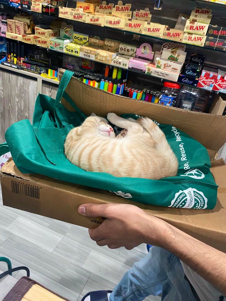 Bodegacats_'s tweet photo. https://t.co/ZcSmX1rezF