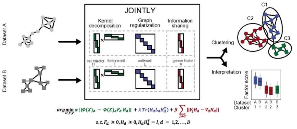 jespergrud's tweet image. 📢 PREPRINT ALERT 📢 Clustering cells is a key step in most scRNA-seq analysis workflows. It's hard, and harder with batch effects.
Our take on the problem, JOINTLY, use a hybrid linear and non-linear NMF. The non-linearity gives performance, the linearity gives interpretability