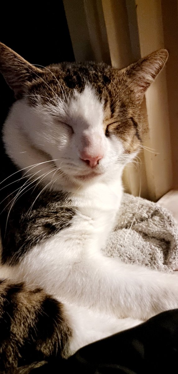 finneran_hope's tweet photo. @JacksonGalaxy  I  need your help 😢  my cat has behavioural peeing  issues. When he is not getting  food,but we do feed him the times a day but he  want 2nd and 3rds. When he dosent get the food he pees on clothing and in the office. 
What should I do ? https://t.co/i2mFd6saEy