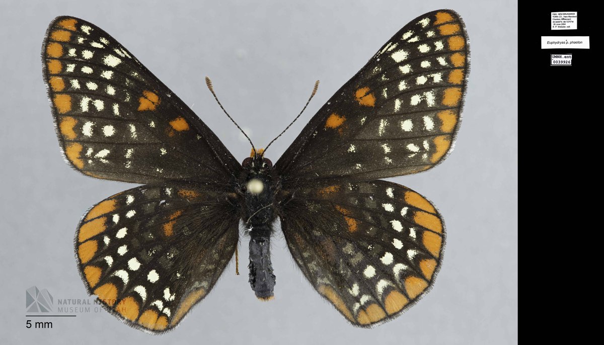 We’re busy planning our 2023 ECN meeting, which is taking place November 4-5, in National Harbour, Maryland, USA. #ECN2023 Did you know that the Baltimore Checkerspot is the state insect for Maryland? 📷 0039926, Courtesy of the Natural History Museum of Utah (UMNH). [1/2]