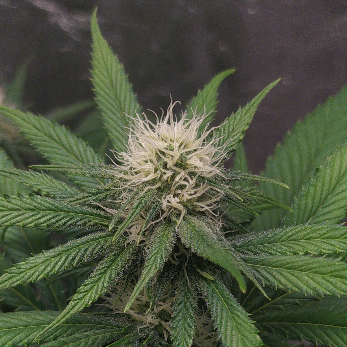 StephandjoG's tweet photo. Gorilla Sherbet from @sweetseeds_es
3 weeks of flowering.
🦍 😉👌 https://t.co/MoE4lDQhRg