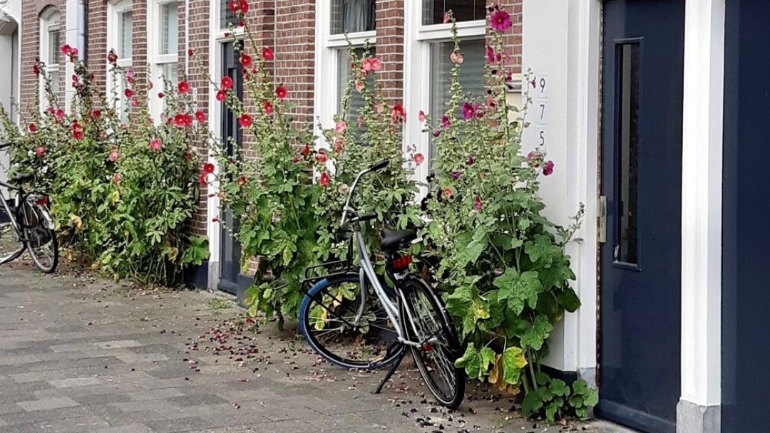 Samen met je buren de straat opfleuren? Trommel je buren op en leg samen geveltuintjes aan tijdens #Burendag op 23 sept. Inschrijven kan tot 13 aug. De gemeente regelt alles wat je nodig hebt, jullie zorgen voor gezelligheid én groene vingers. Meer info: utrechtnatuurlijk.nl/activiteiten