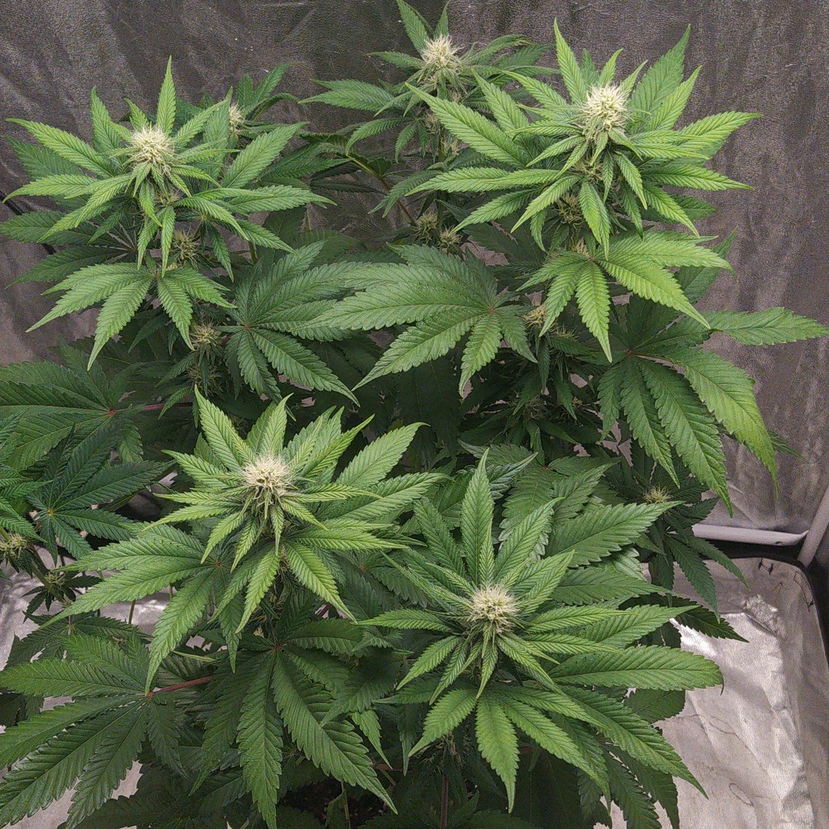 StephandjoG's tweet photo. Gorilla Sherbet from @sweetseeds_es
3 weeks of flowering.
🦍 😉👌 https://t.co/MoE4lDQhRg