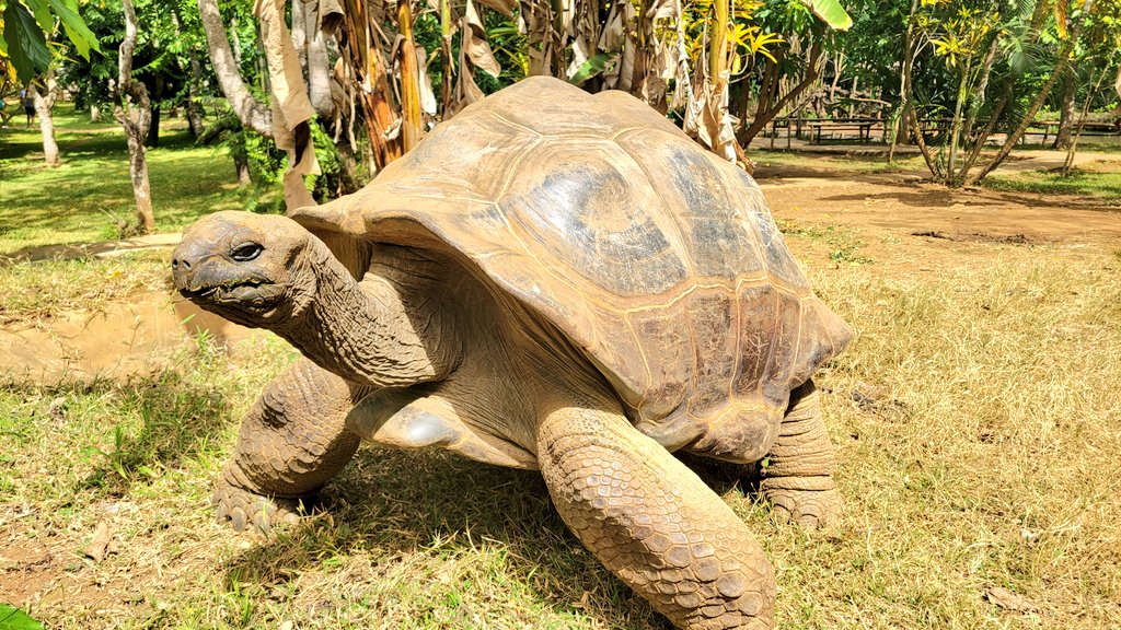 kjtenwolde's tweet photo. Sifaka, black lemur, giant tortoise and gold dusted day gecko on Nosy Be. The wildlife is incredible. I have a new love for geckos. https://t.co/djRZGabr1Q