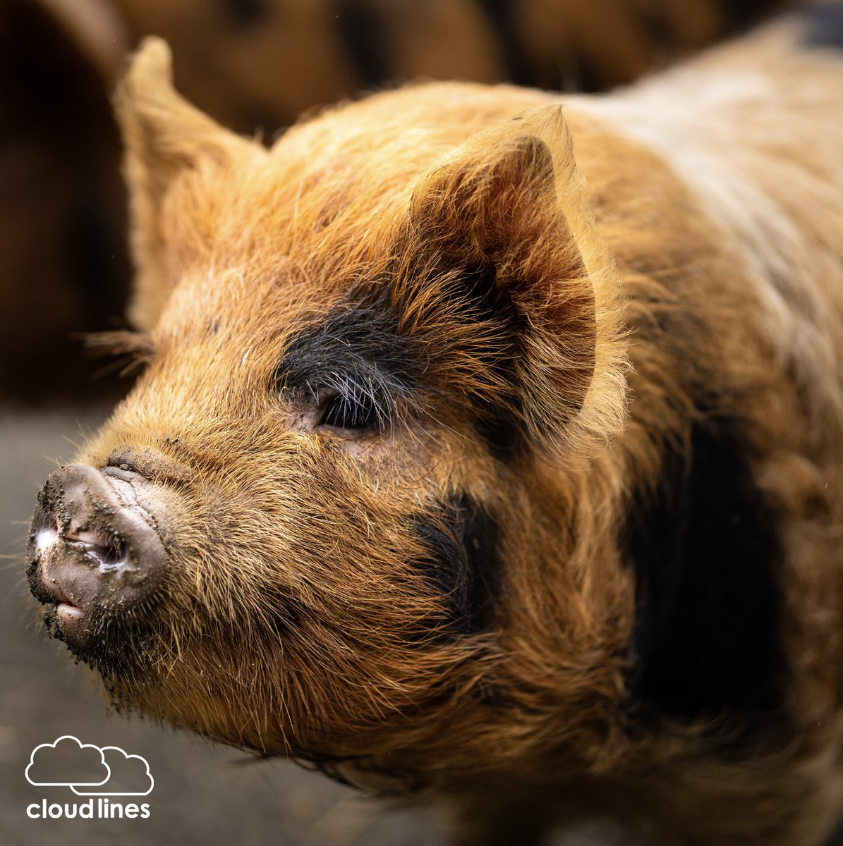 We’ve teamed up with the marvellous British Kunekune Pig Society. This is run on a non-profit basis to further the interests of the pigs, the pedigree breed, and those who love to keep them. 🐽 

#BritishKuneKunePigSociety #KuneKunePigs