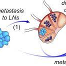 Photo by Journal of Cancer Research and Immuno-Oncology (@immunooncol)