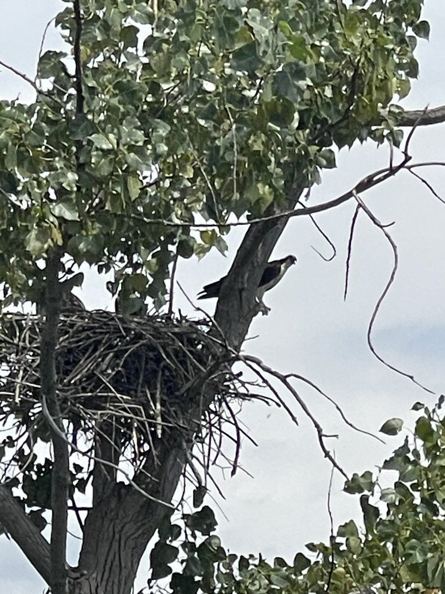mchlbnhm's tweet photo. I was fishing and seen this https://t.co/rWK77UMV65