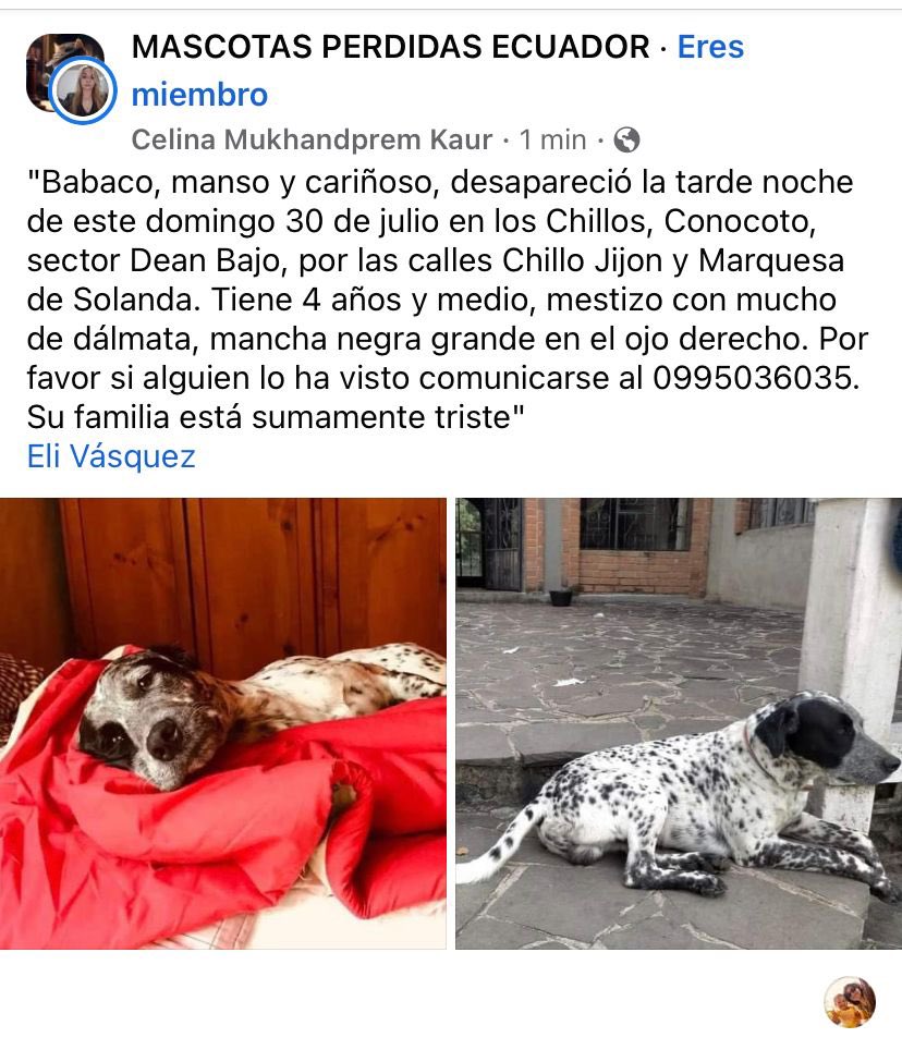 JohannaIzurieta's tweet photo. #Alerta #MePerdi #Conocoto #Pichincha
Perro Macho de tamaño mediano mestizo cruzado con Dálmata. https://t.co/MV3Uj1Tjvv