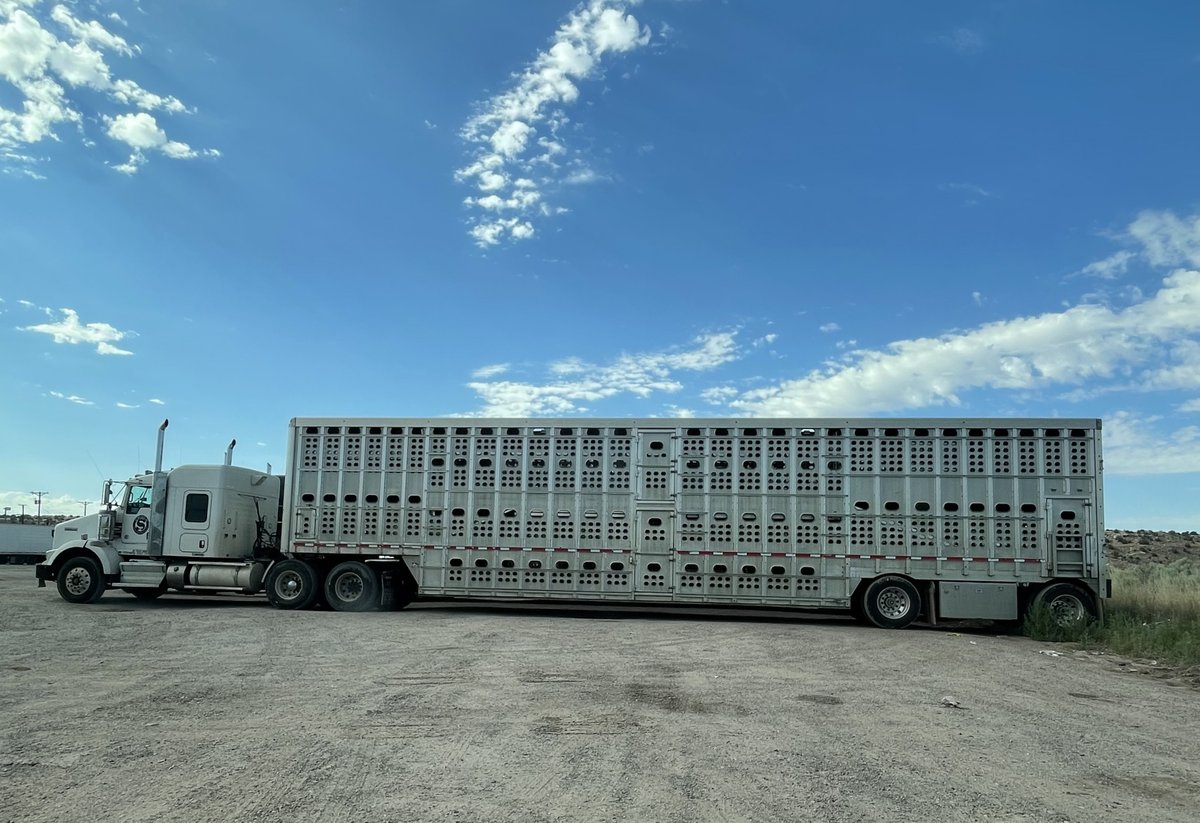 JohnOberg's tweet photo. I recently saw this truck in Arizona after it had dropped off dozens of animals at a slaughterhouse. It was 119° Fahrenheit (48° Celsius). 🥵

The brutal truth is that farm animals are transported to slaughter NO MATTER WHAT the temperature is. Can you imagine their suffering? 😡 https://t.co/z8Dy30btz2