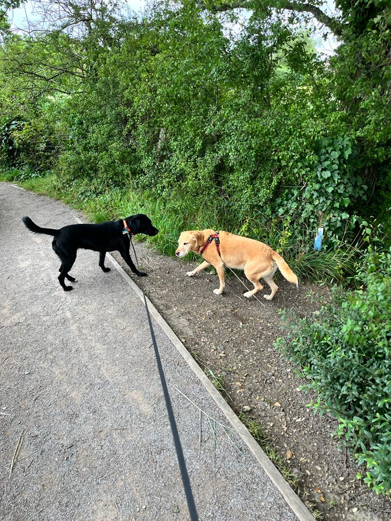 philtegg's tweet photo. Ozzy and his friend Nala had an amazing weekend together. They went for a walk at the beautiful Eling Boardwalk, exploring nature and enjoying each other's company.
Dogs truly bring immense happiness and love to our lives! πΎβ€οΈπΆ
#doggyadventures
#furbuddies
#dogsofUK https://t.co/AUVrNNEHKL