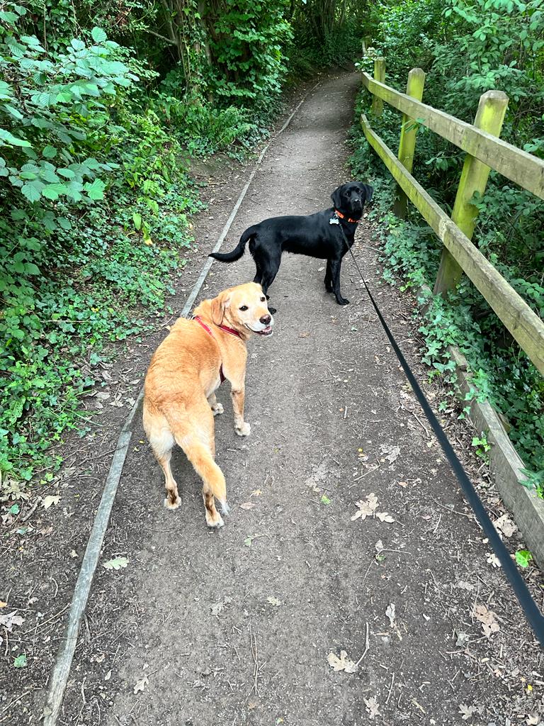 philtegg's tweet photo. Ozzy and his friend Nala had an amazing weekend together. They went for a walk at the beautiful Eling Boardwalk, exploring nature and enjoying each other's company.
Dogs truly bring immense happiness and love to our lives! πΎβ€οΈπΆ
#doggyadventures
#furbuddies
#dogsofUK https://t.co/AUVrNNEHKL
